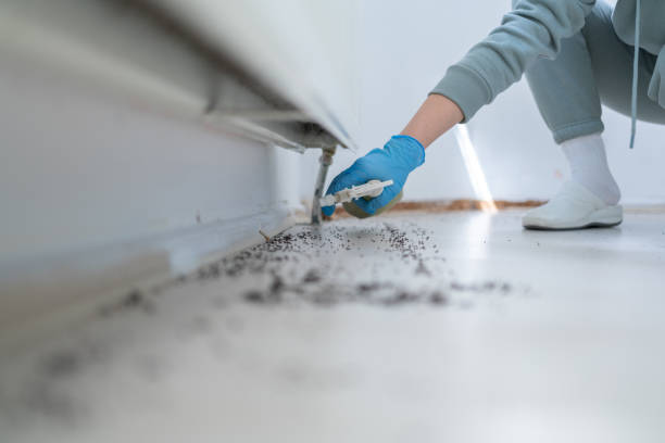 Wasp Removal Services in Woodburn, OR